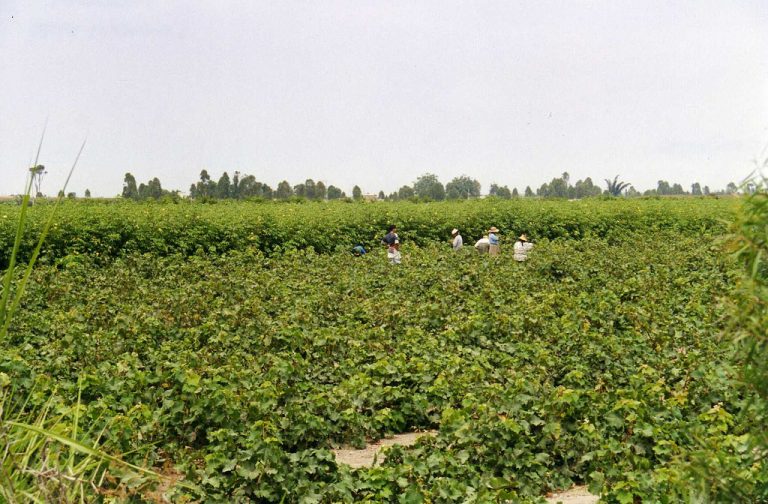 Cotton made in Africa – Kooperation mit rund 30.000 Kleinbauern aus Simbabwe
